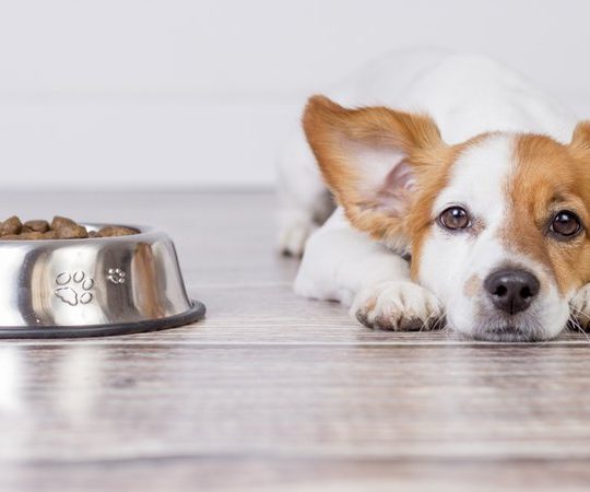 L’alimentazione del cane: guida per una dieta equilibrata