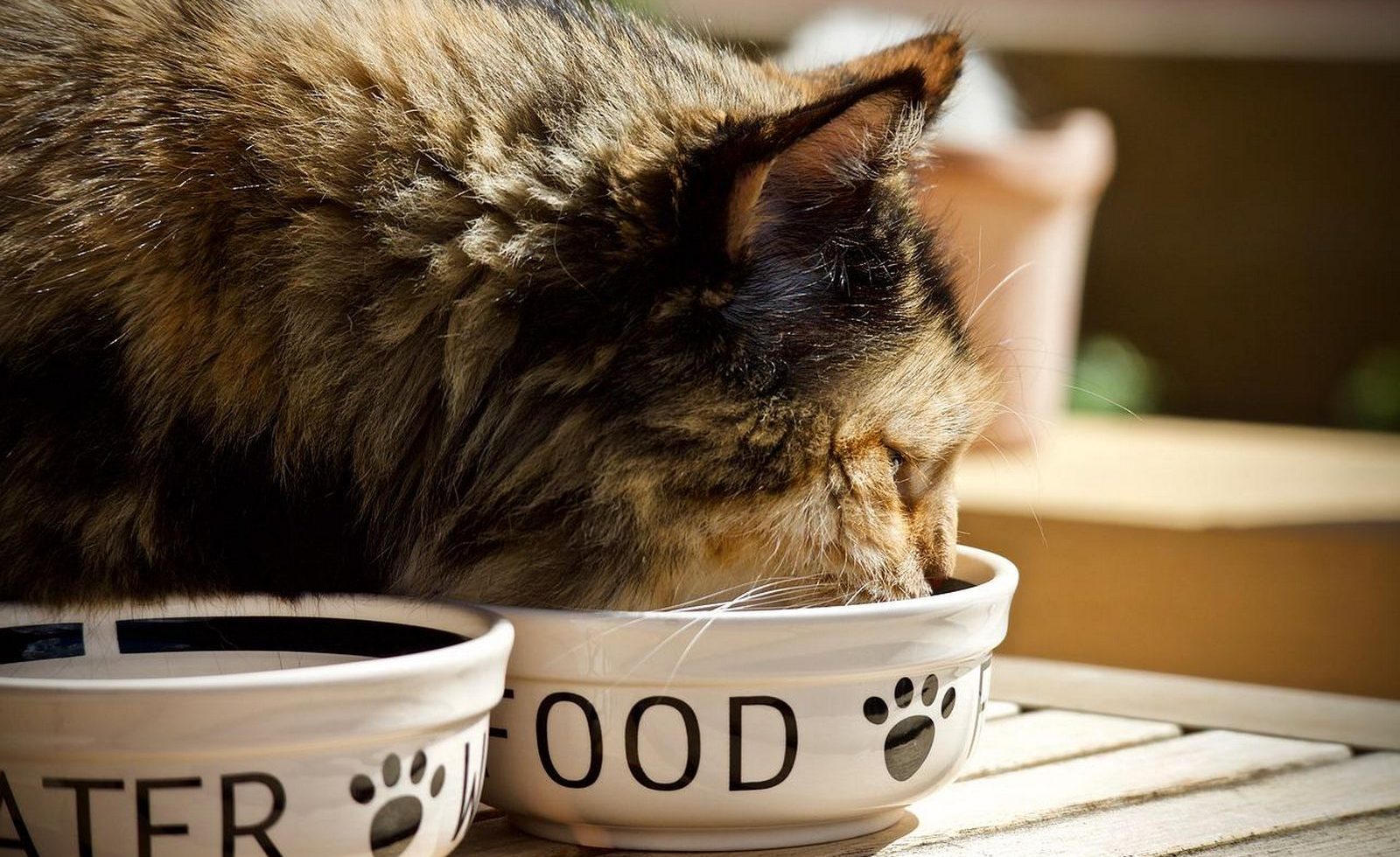 La corretta alimentazione del gatto