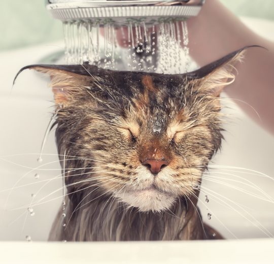 L’igiene del gatto, regole e consigli