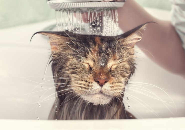 L’igiene del gatto, regole e consigli